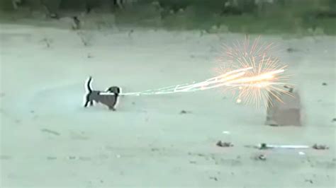 dachshund roman candle